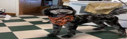 Bernedoodle dogs for sale: Kit-Kat - Ad 4