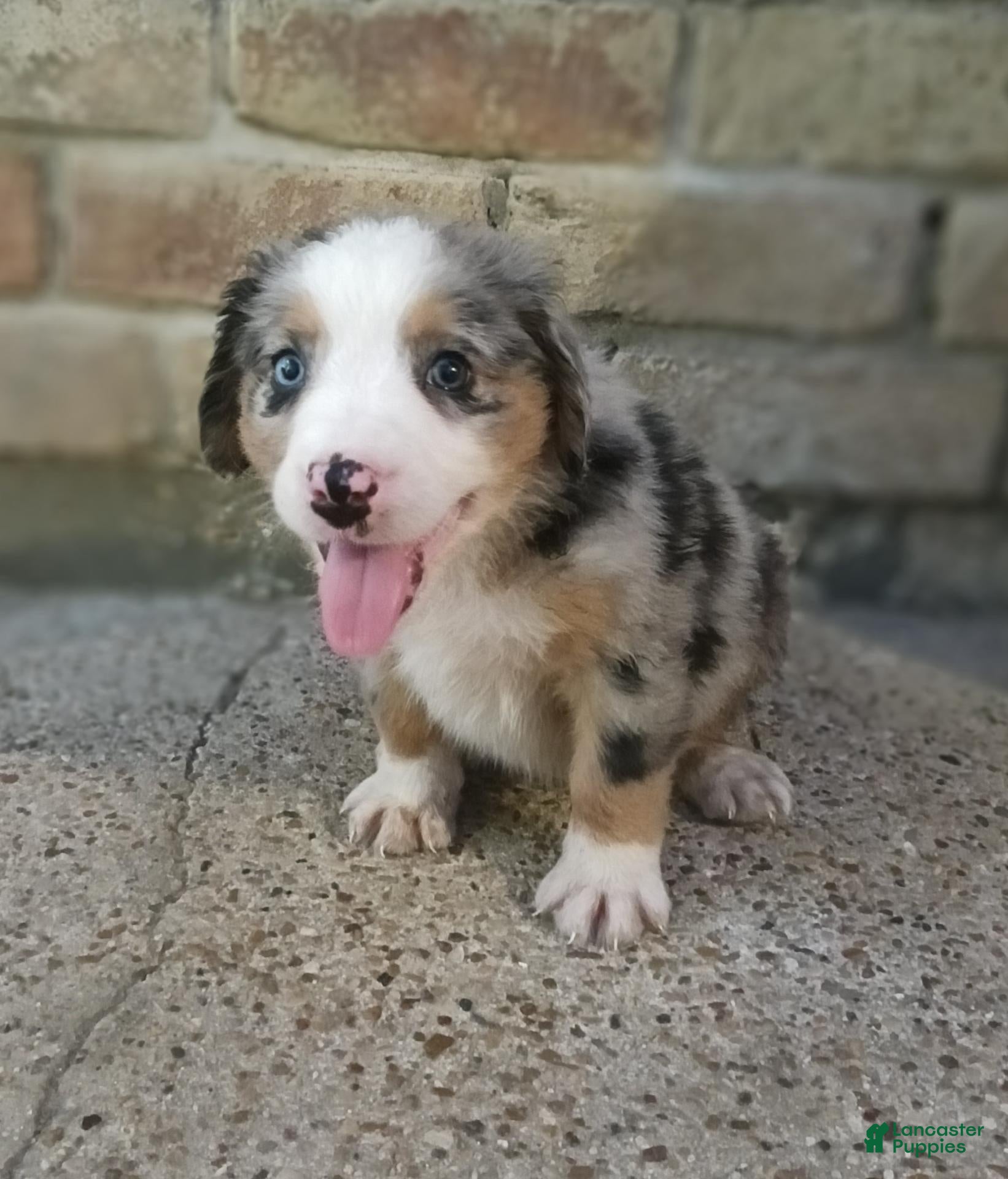 Mixed Breed dogs Bee - Ad 34