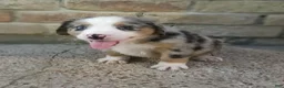 Mixed Breed dogs for sale: Bee - Ad 1