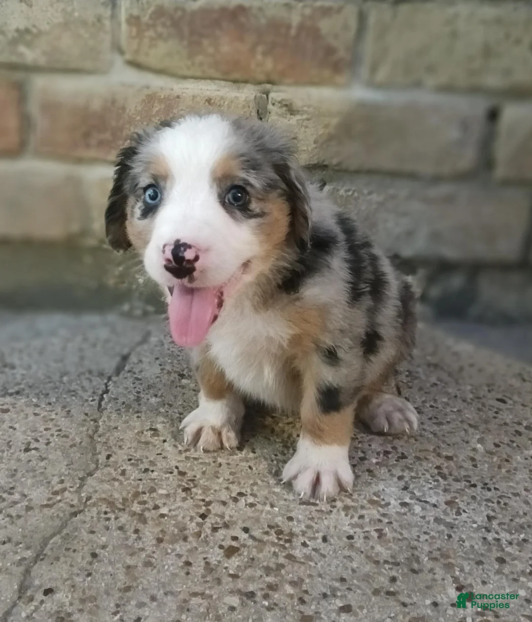 Mixed Breed dogs for sale: Bee - Ad 1