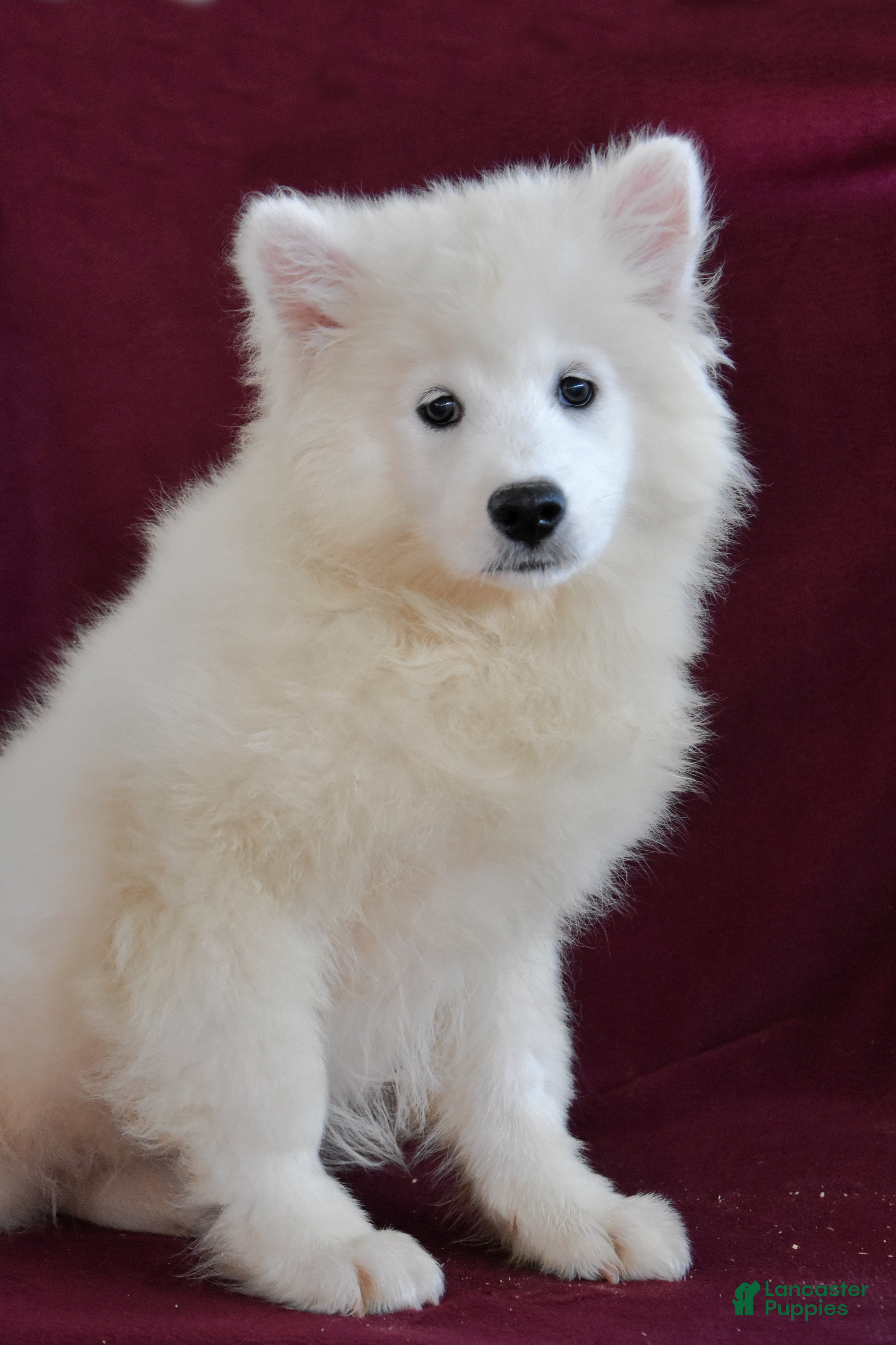 Samoyed Puppies for sale in Pennsylvania Lancaster Puppies