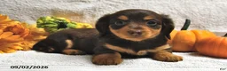 Miniature Dachshund dogs for sale: Dixie  - Ad 3