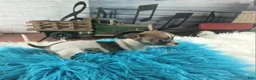 Chihuahua dogs for sale: Debras fawn and white. Hand Delivery  - Ad 6