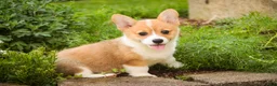 Welsh Corgi Pembroke dogs for sale: Zoey - Ad 7