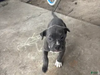 American Pit Bull Terrier dogs American Pit Bull Terrier Puppy 1 - Ad 41