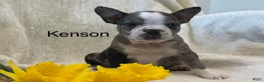 Kenson