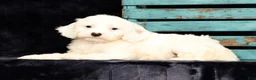 Cavapoo dogs for sale: Karla - Ad 8