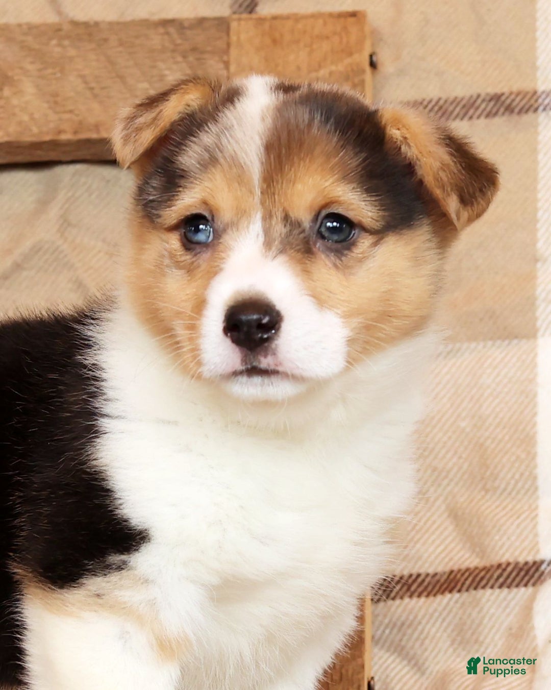 Welsh Corgi Pembroke dogs for sale: Chloe - Ad 9