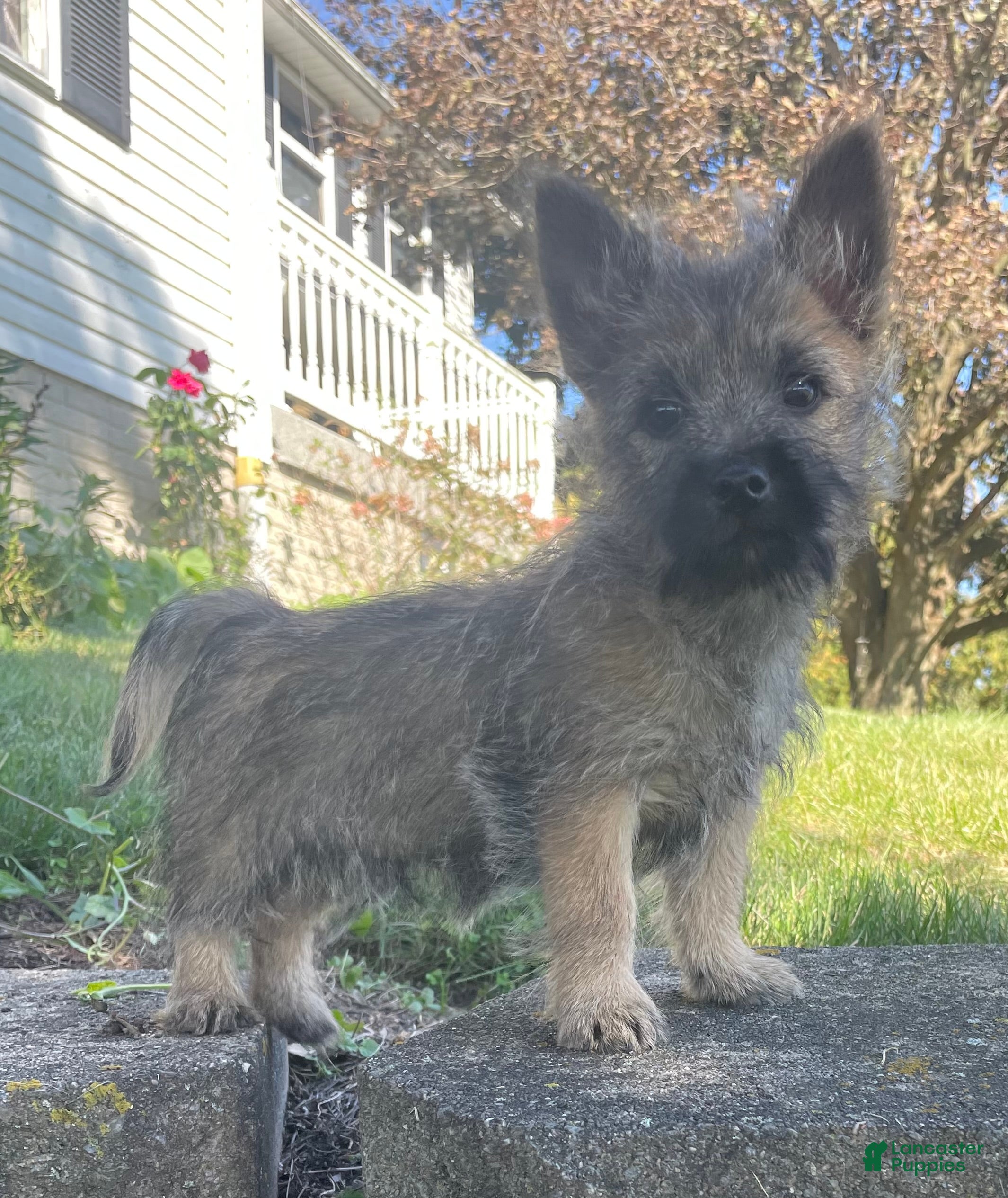 Cairn Terrier dogs for sale: Max - Ad 1