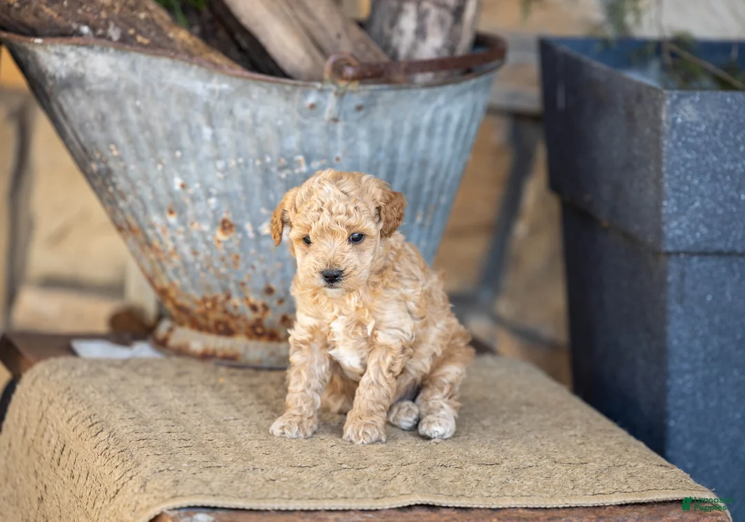 Miniature Poodle dogs for sale: AKC Blake - Ad 4