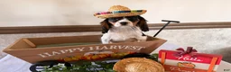 Cavalier King Charles Spaniel dogs for sale: Sparky  - Ad 1