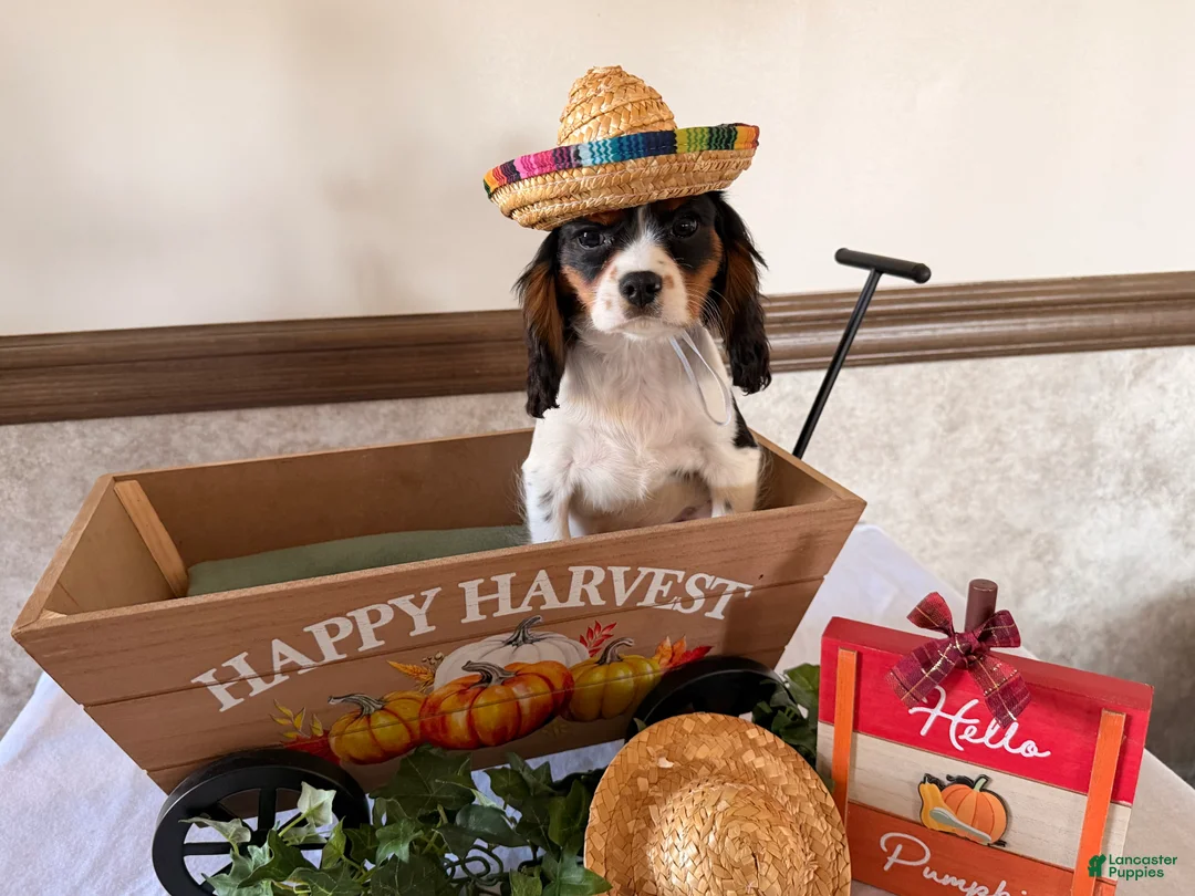 Cavalier King Charles Spaniel dogs for sale: Sparky  - Ad 1
