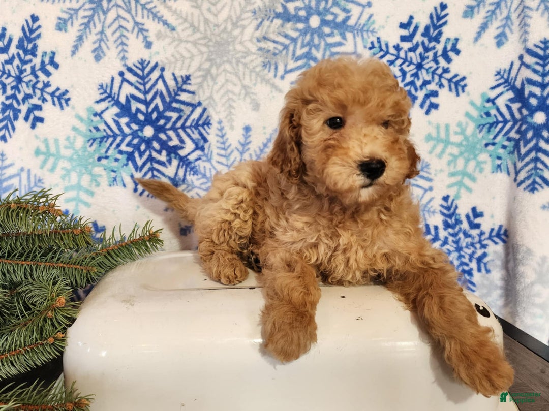 Mini Goldendoodle dogs for sale: Indy - Ad 6