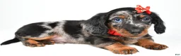 Miniature Dachshund dogs for sale: Marshall - Ad 4