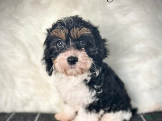 Cavapoo dogs - Ad 4