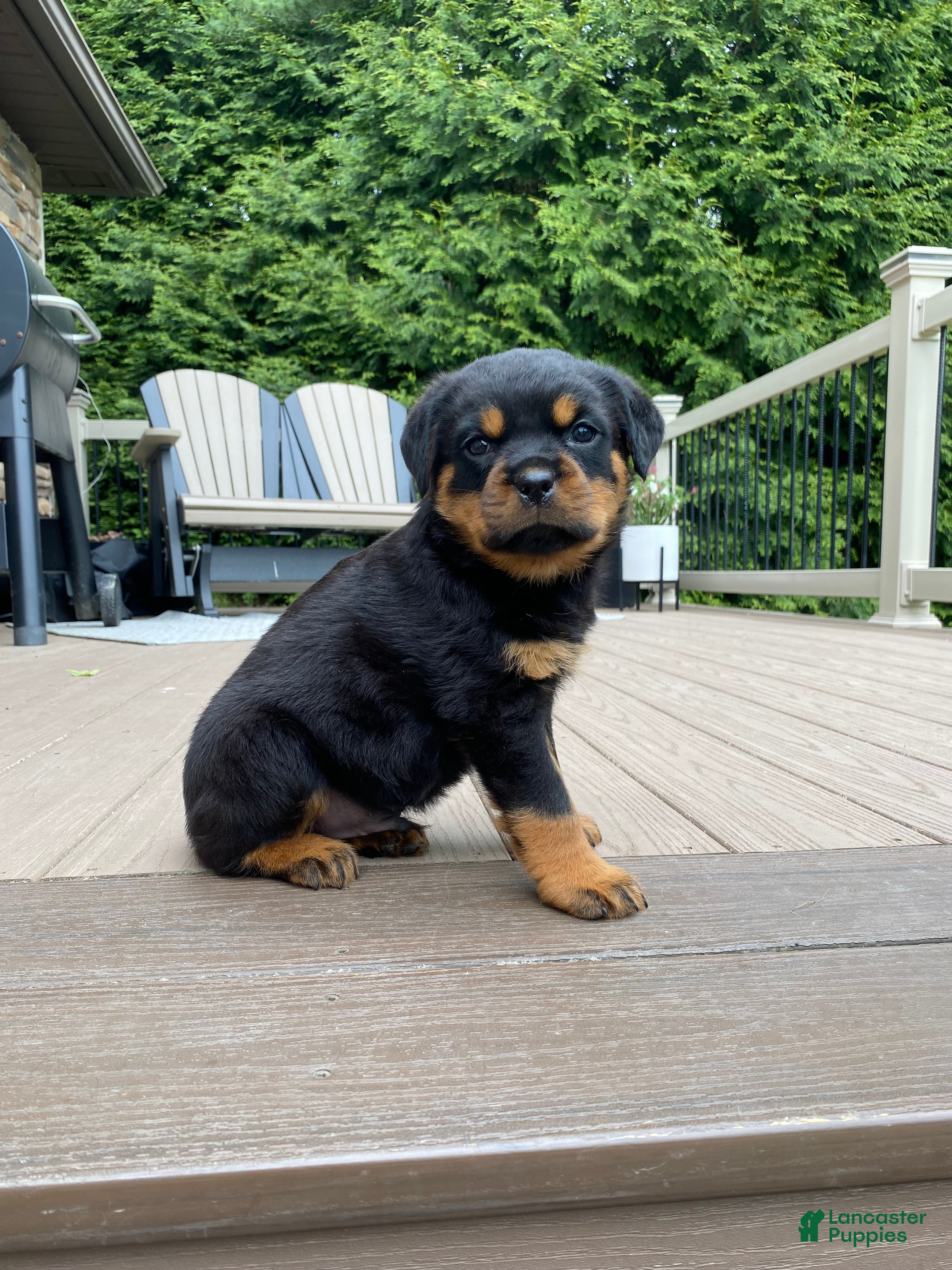 Rottweiler dogs Zeus - Ad 2