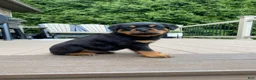 Rottweiler dogs for sale: Zeus - Ad 2