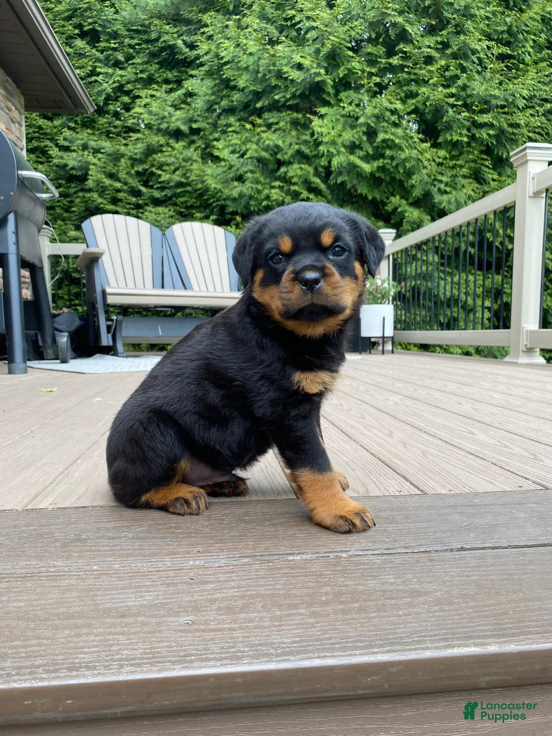 Rottweiler dogs for sale: Zeus - Ad 2