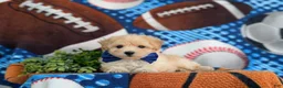 Maltipoo dogs for sale: Blaine 7 lbs Full Grown - Ad 7
