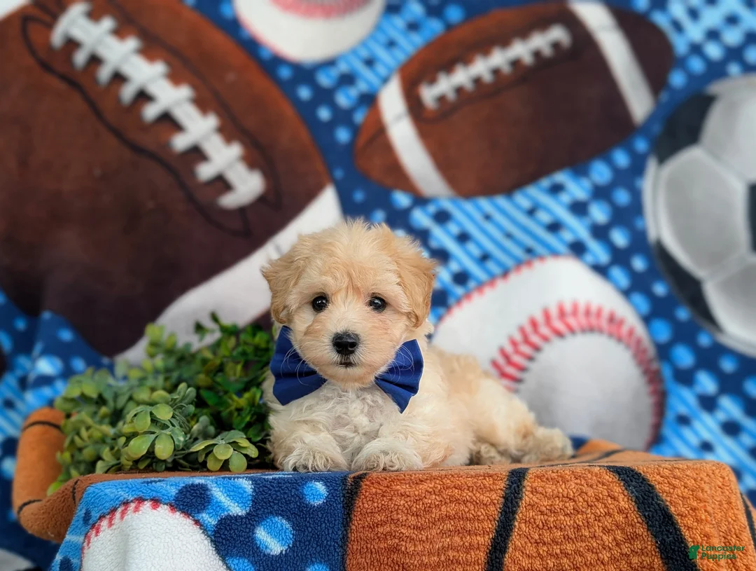 Maltipoo dogs for sale: Blaine 7 lbs Full Grown - Ad 7