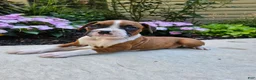 Boxer dogs for sale: Scout - Ad 3