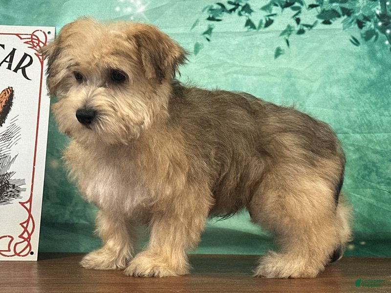 Yochon dogs for sale: Sunny - Ad 2