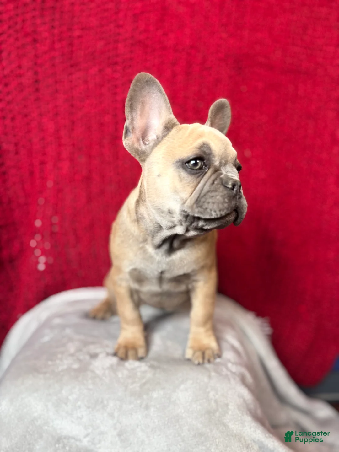 French Bulldog dogs for sale: Rosalita - Ad 4