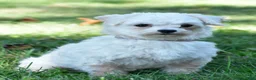 Maltese dogs for sale: Hope - Ad 8