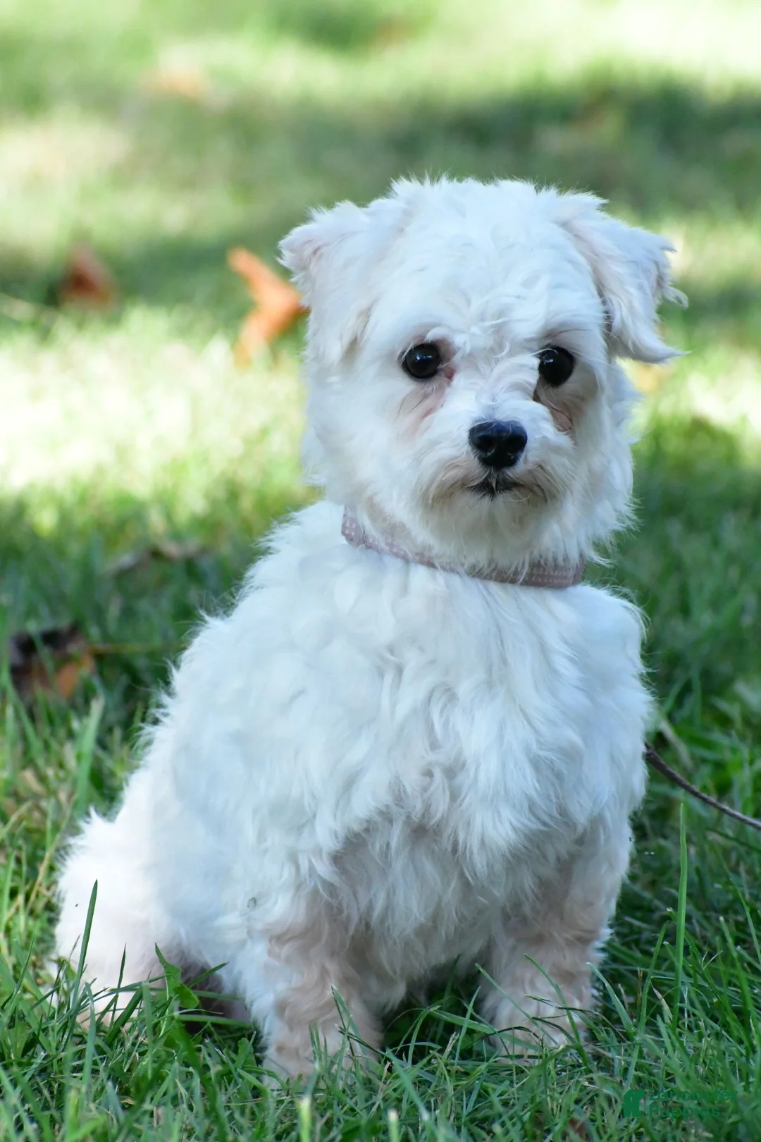 Maltese dogs for sale: Hope - Ad 8