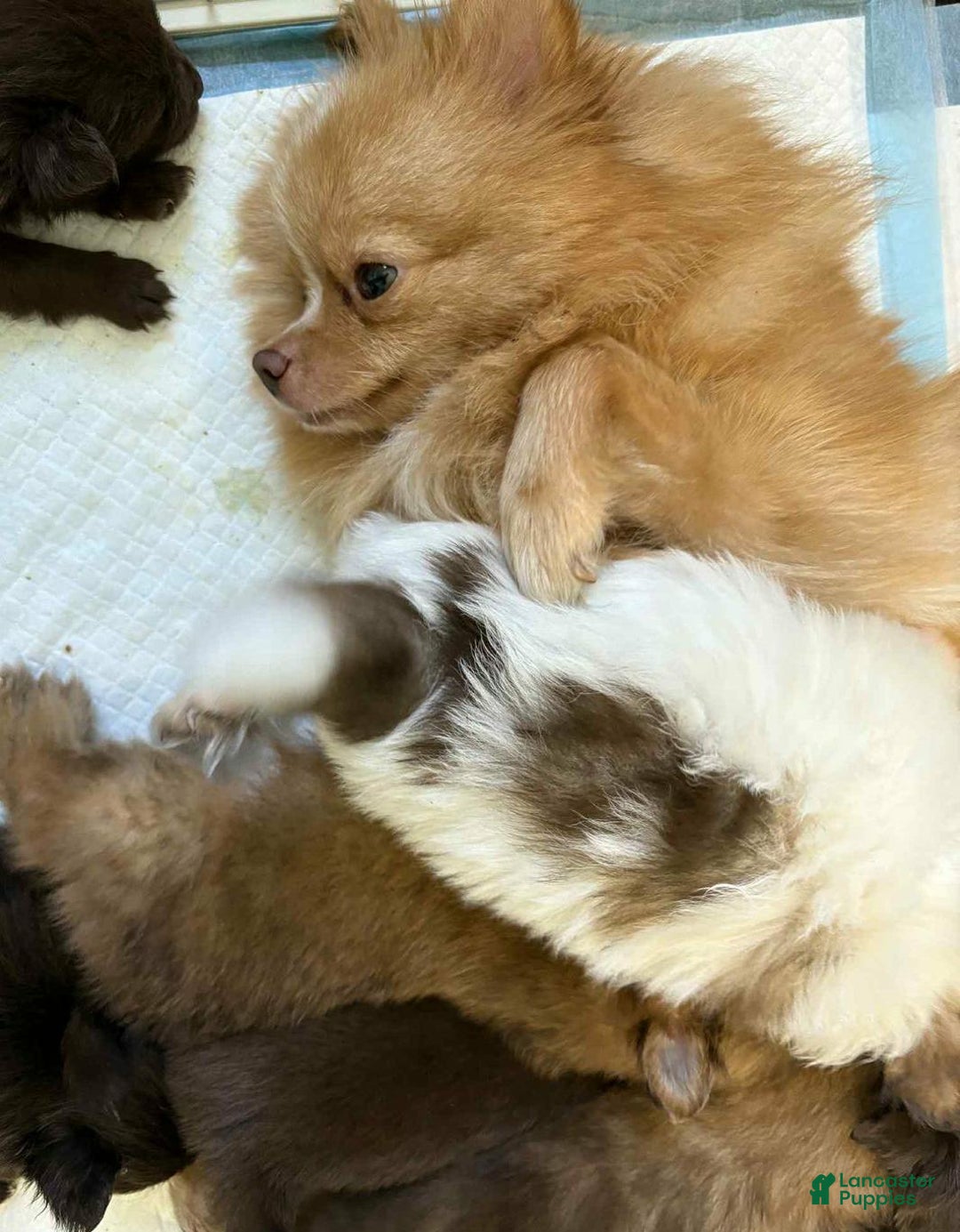 Pomeranian dogs for sale: Ciri - Ad 2