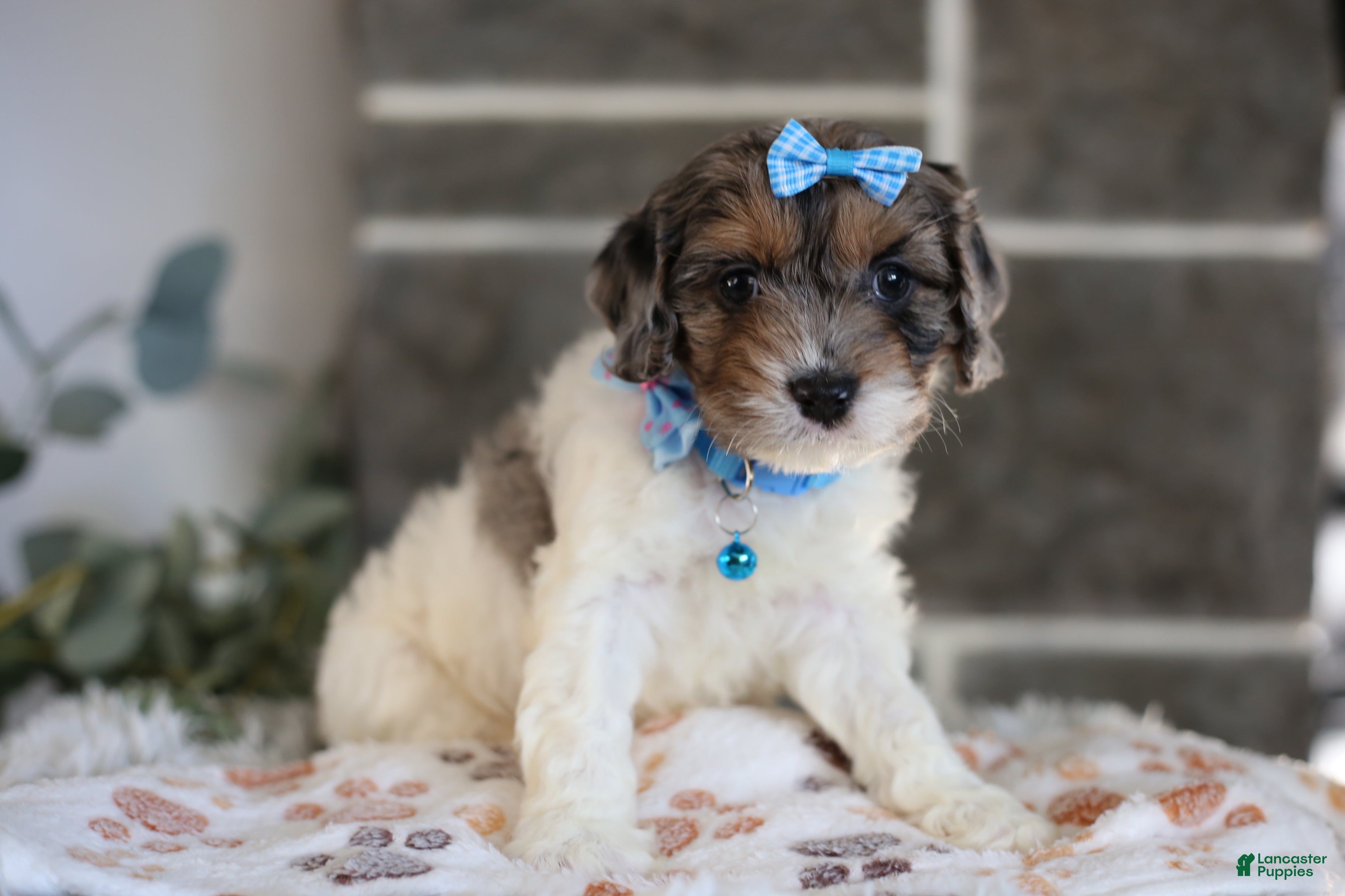 Cavapoo dogs Charlotte - Ad 1
