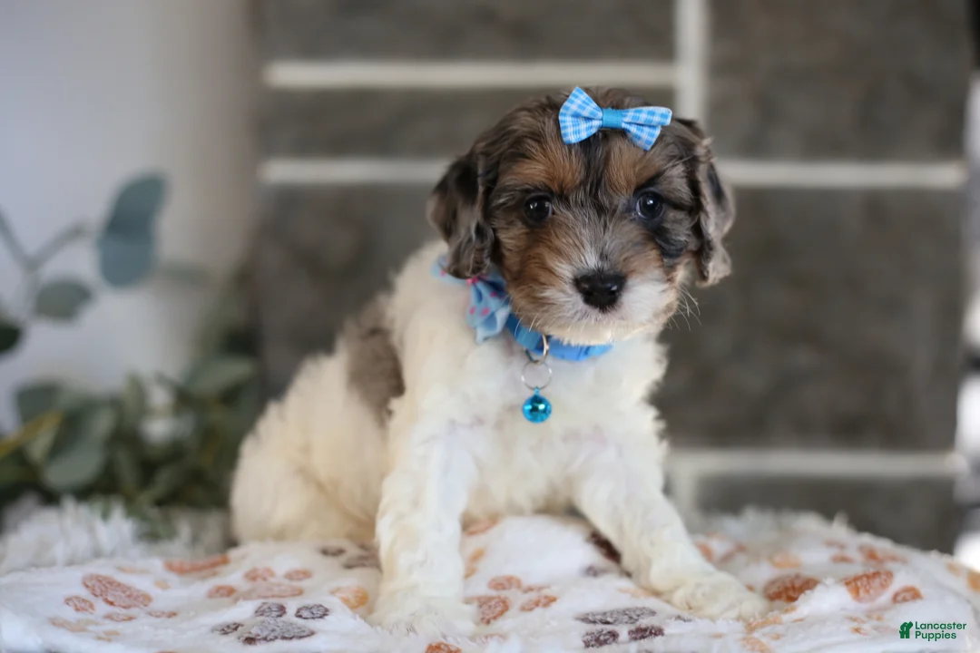 Cavapoo dogs for sale: Charlotte - Ad 1