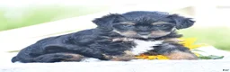 Yorkiepoo dogs for sale: Aimee - Ad 6