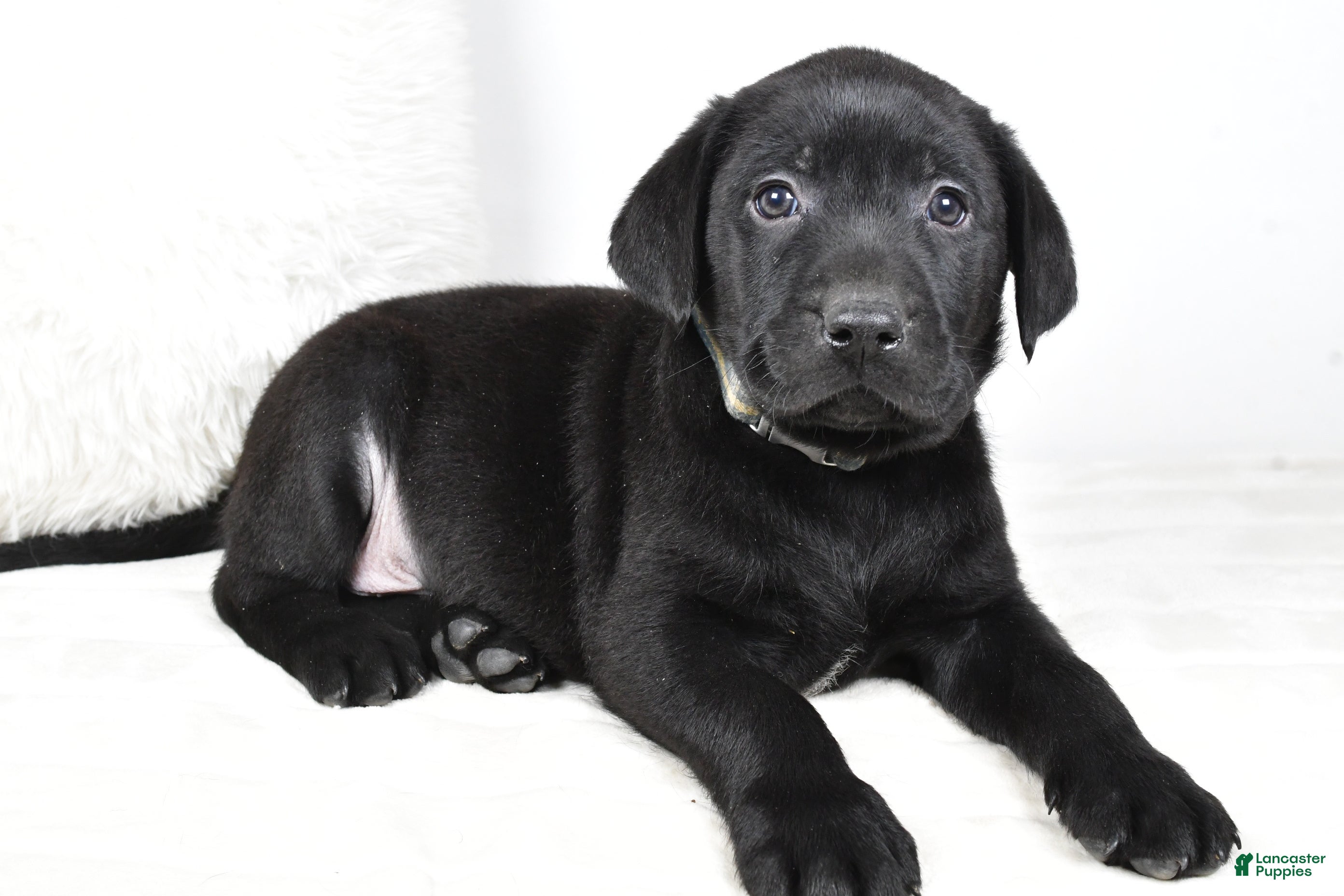 Labrador Retriever dogs Max - Ad 27