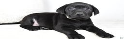 Labrador Retriever dogs for sale: Max - Ad 1