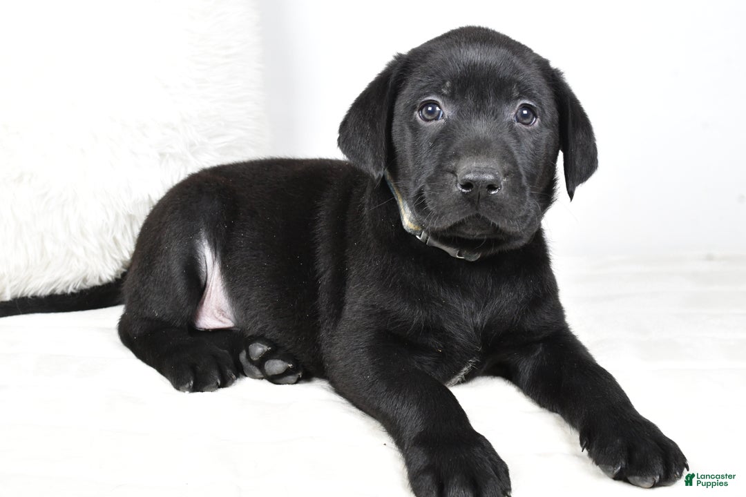 Labrador Retriever dogs for sale: Max - Ad 1