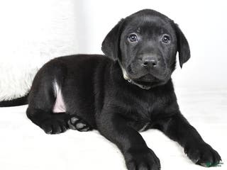 Labrador Retriever dogs Max - Ad 27