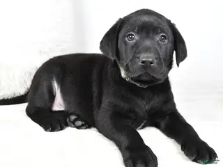 Labrador Retriever dogs Max - Ad 6