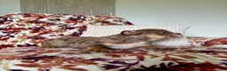 English Bulldog dogs for sale: English Bulldog 3 - Ad 9