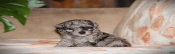Toy Poodle dogs for sale: Dakota - Ad 7