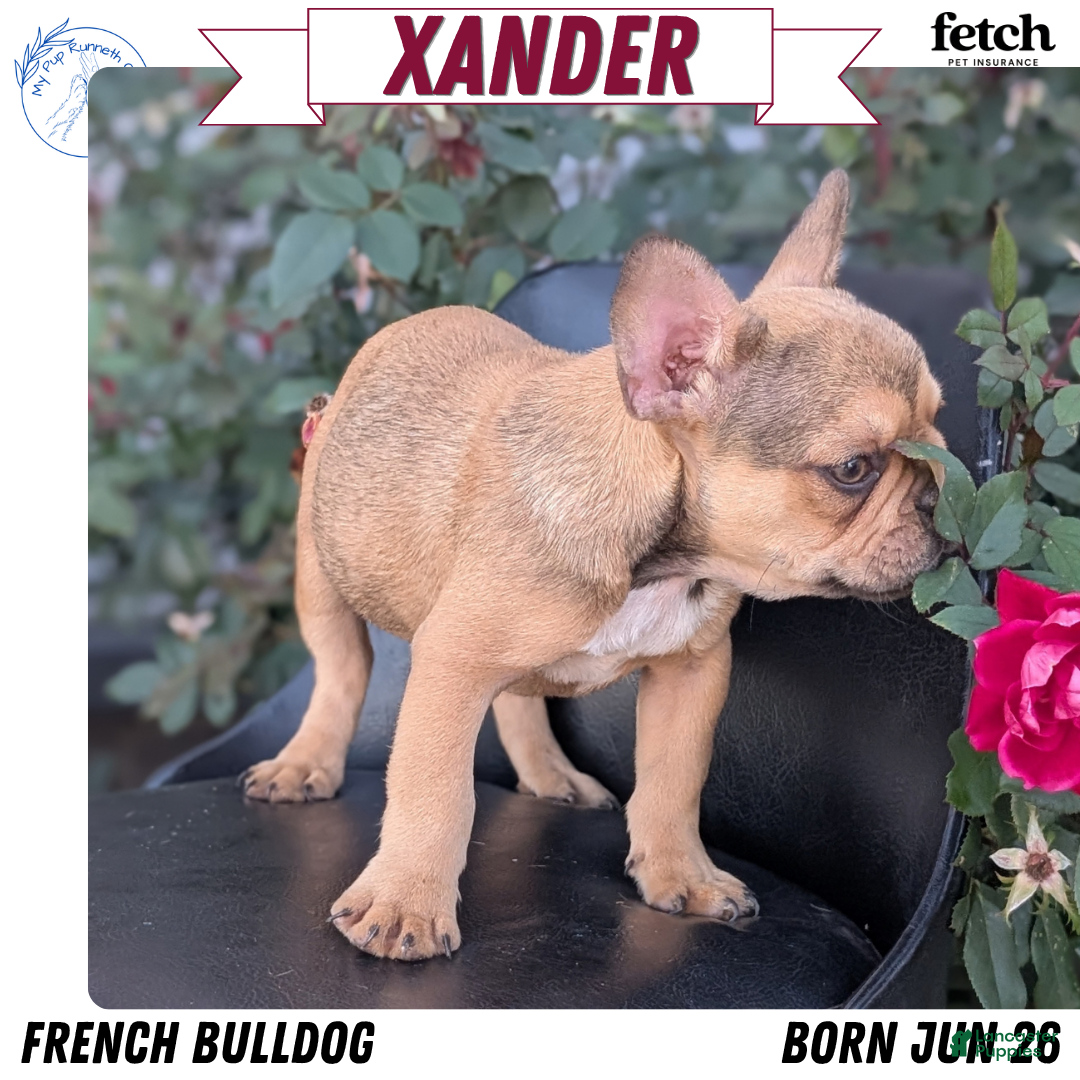 Xander (French Bulldog, Male) in Goshen, IN