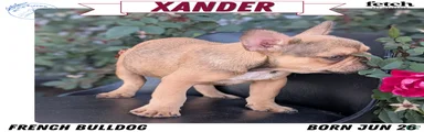 Xander