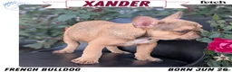 French Bulldog dogs for sale: Xander - Ad 1