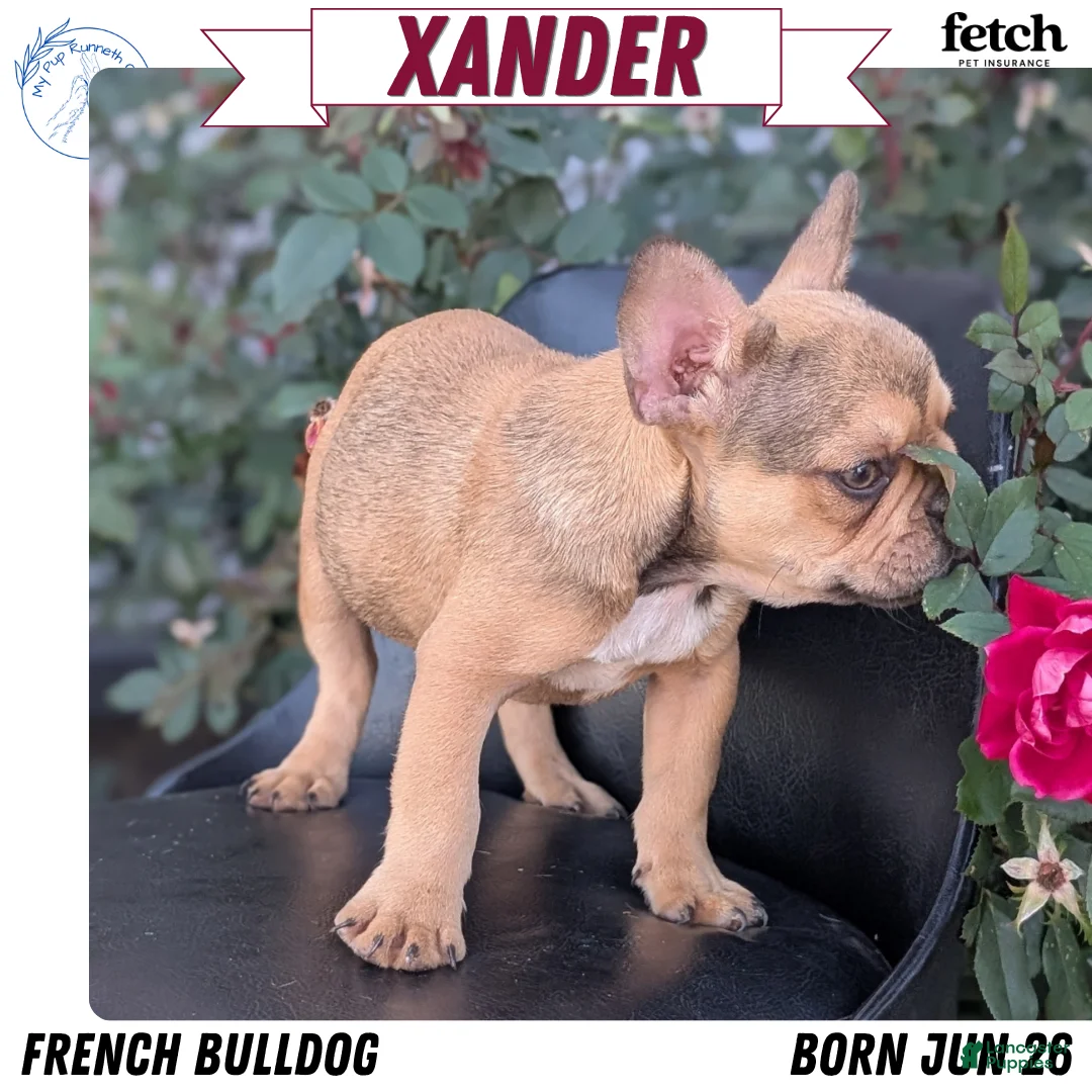 French Bulldog dogs for sale: Xander - Ad 1