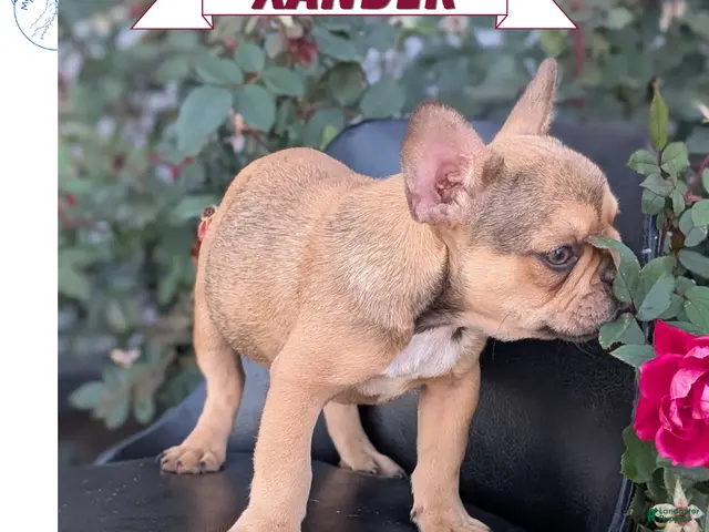 French Bulldog dogs for sale: Xander - Ad 1