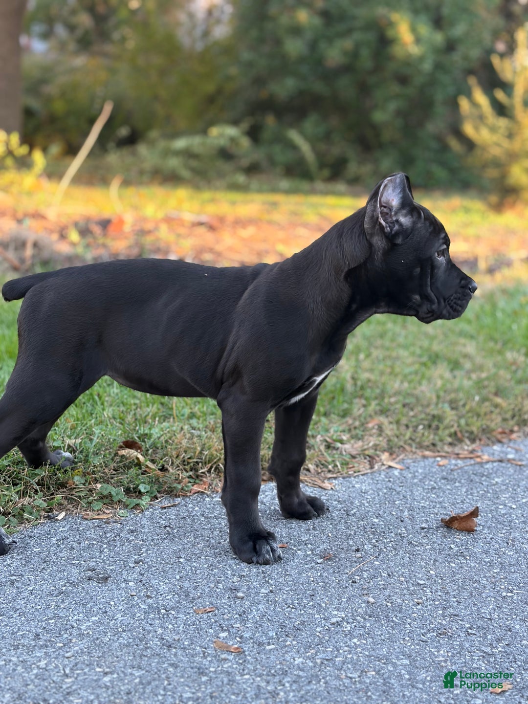 Cane Corso dogs for sale: Vanilla  - Ad 8