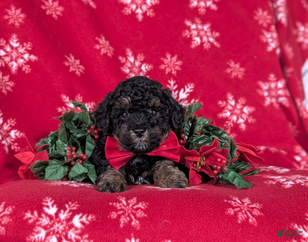 Havapoo dogs for sale: Blake Ready for Christmas! - Ad 5