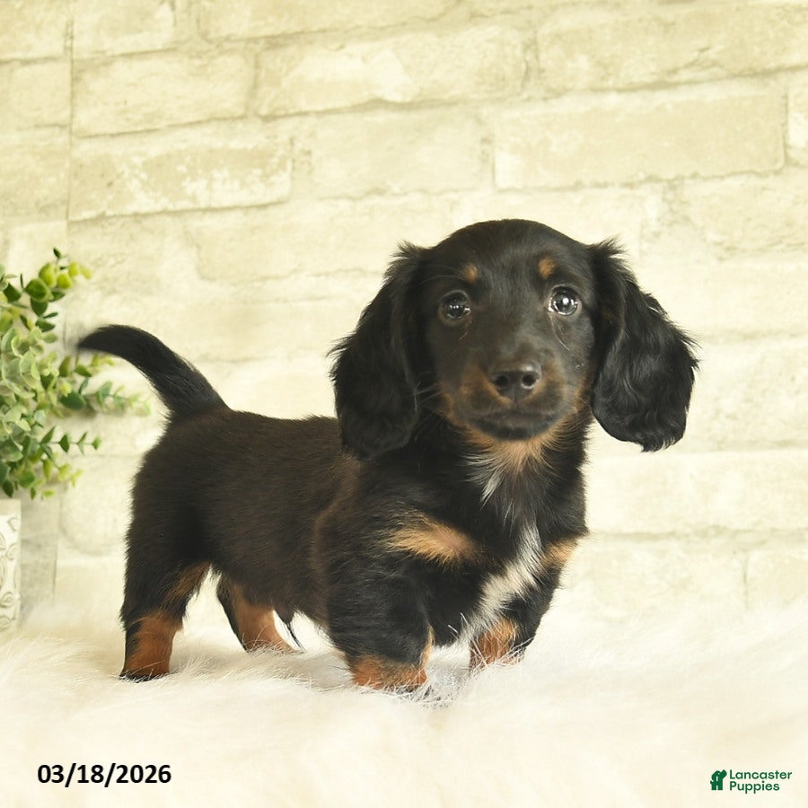 Miniature Dachshund dogs Bentley  - Ad 2