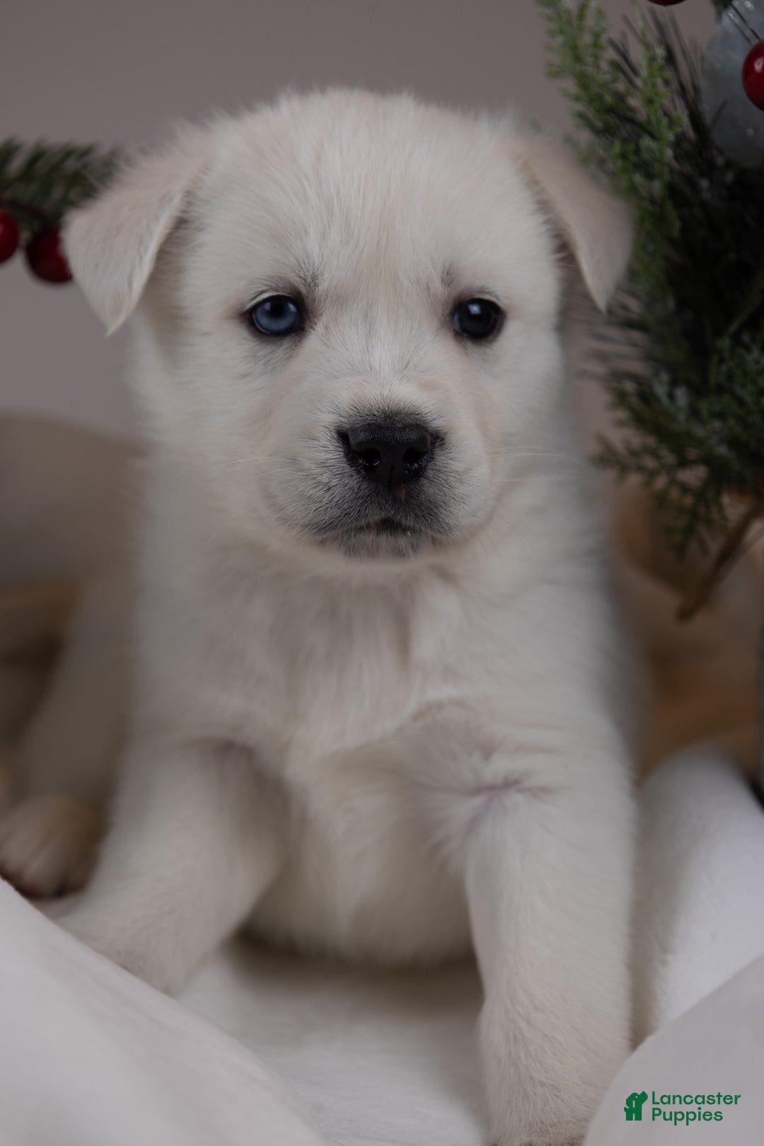 Goberian dogs for sale: Bear - Ad 35