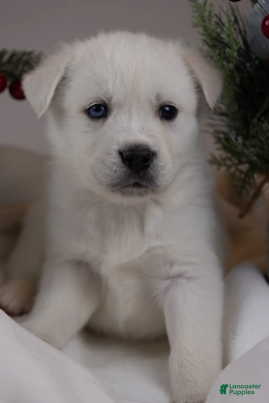 Goberian dogs for sale: Holly - Ad 16